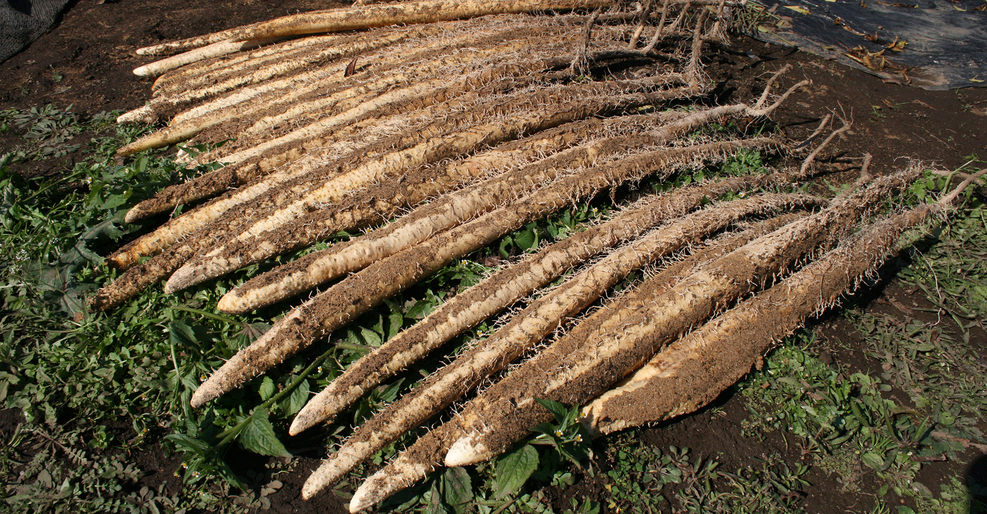 じねんじょ（自然薯）とは