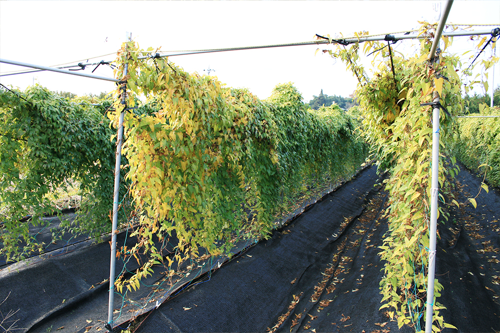 こだわりの土作り