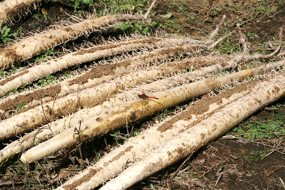 食べてデトックス