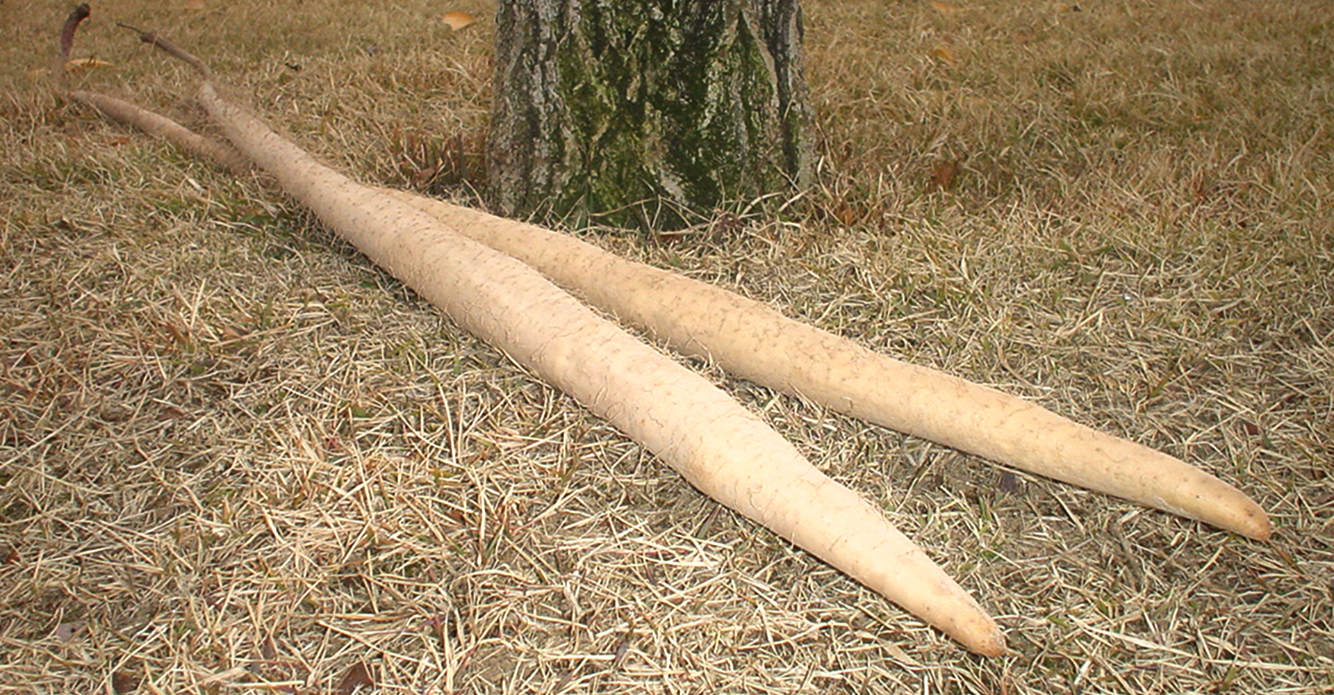 美味しくすり下ろすコツ