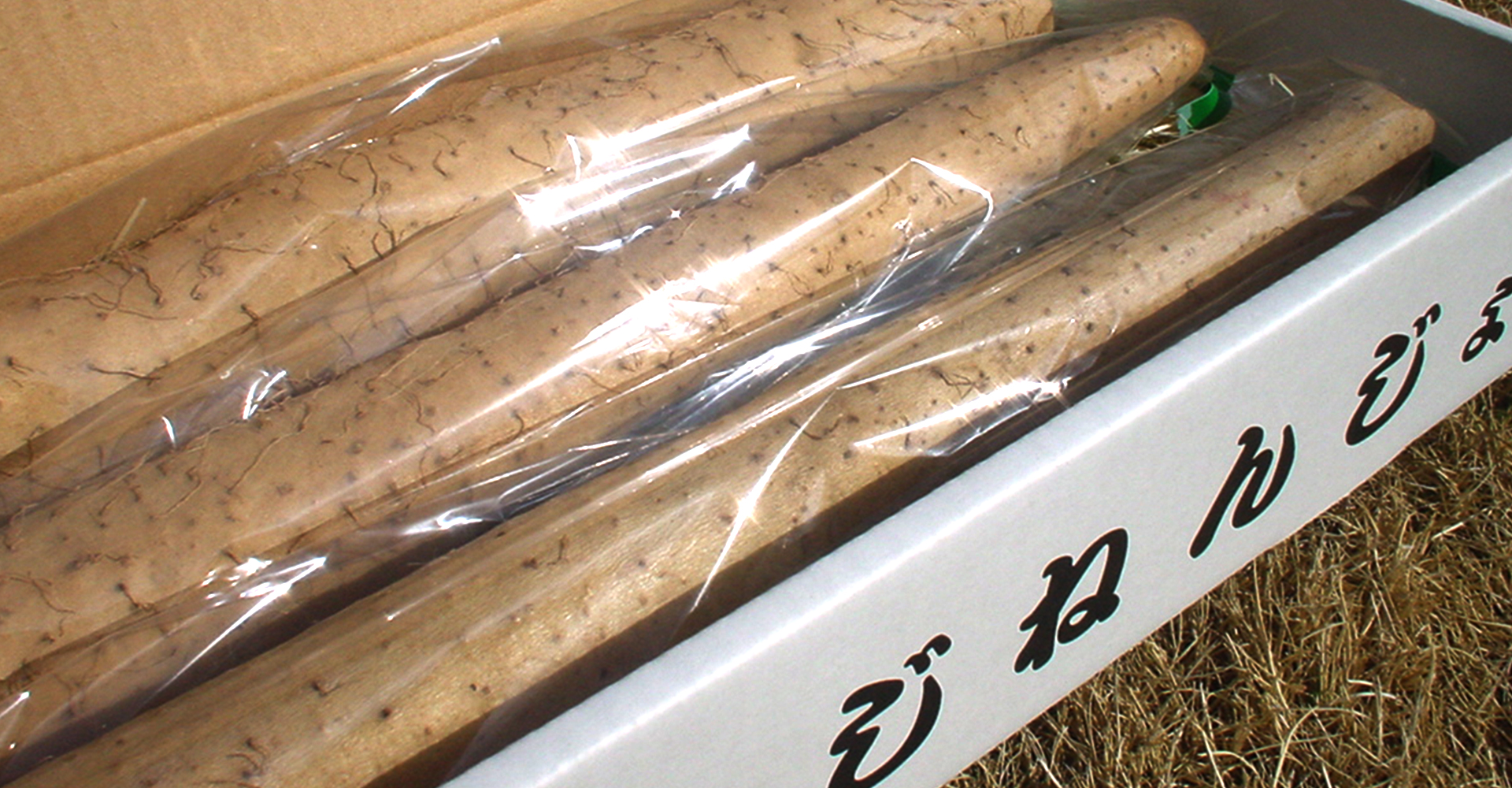 自然薯(じねんじょ)保存方法