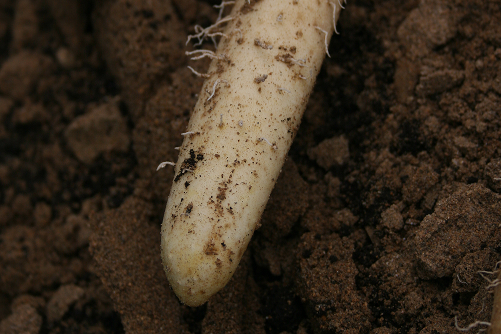 美味しくすり下ろすコツ