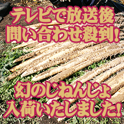 幻の自然薯(じねんじょ)